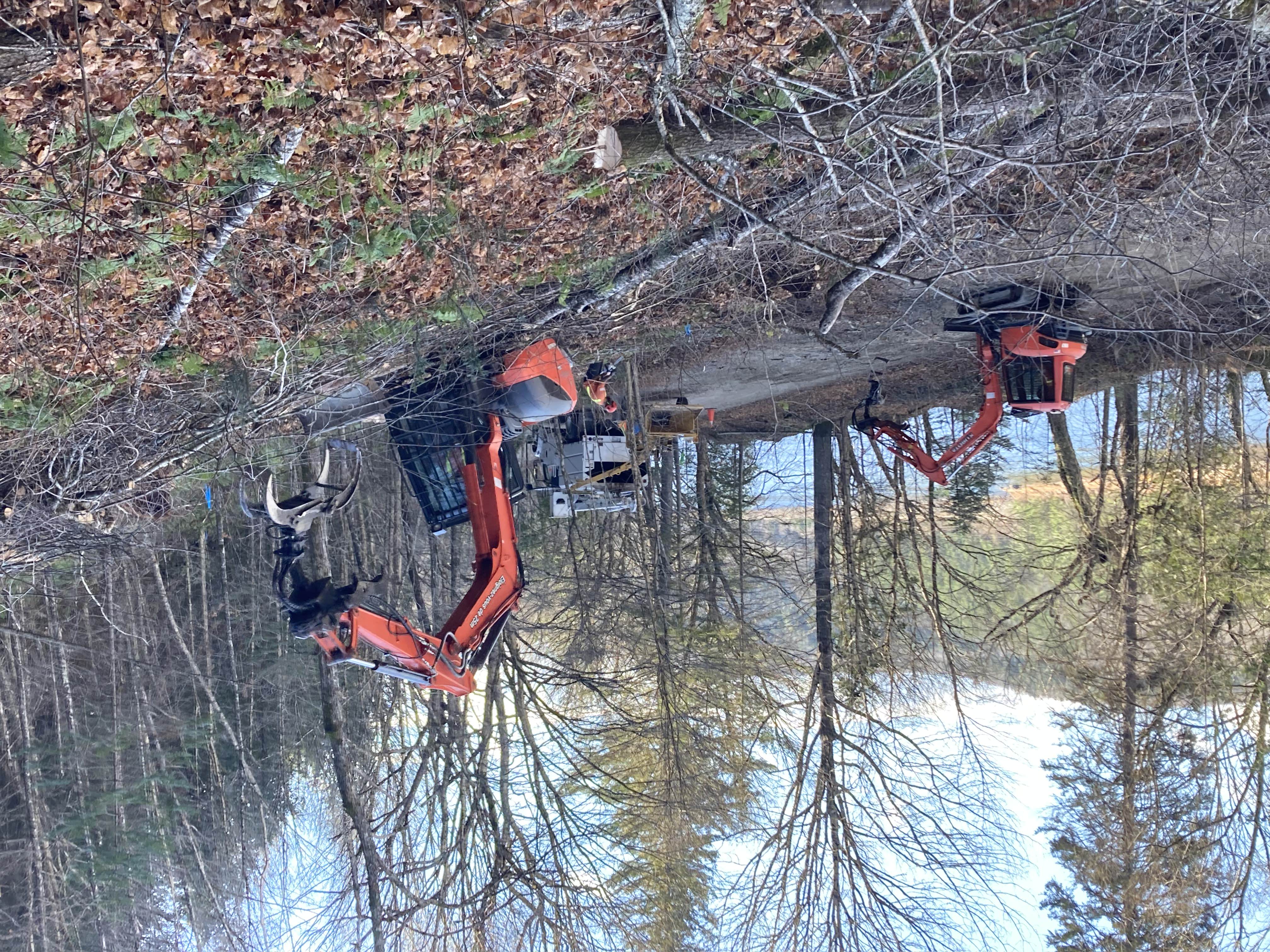 Services liés à l'arboriculture | Emondage Martel